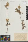 Foto von Salix lapponum L. x Salix repens L.
